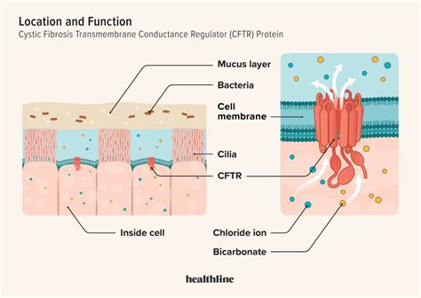 where is cftr protein located